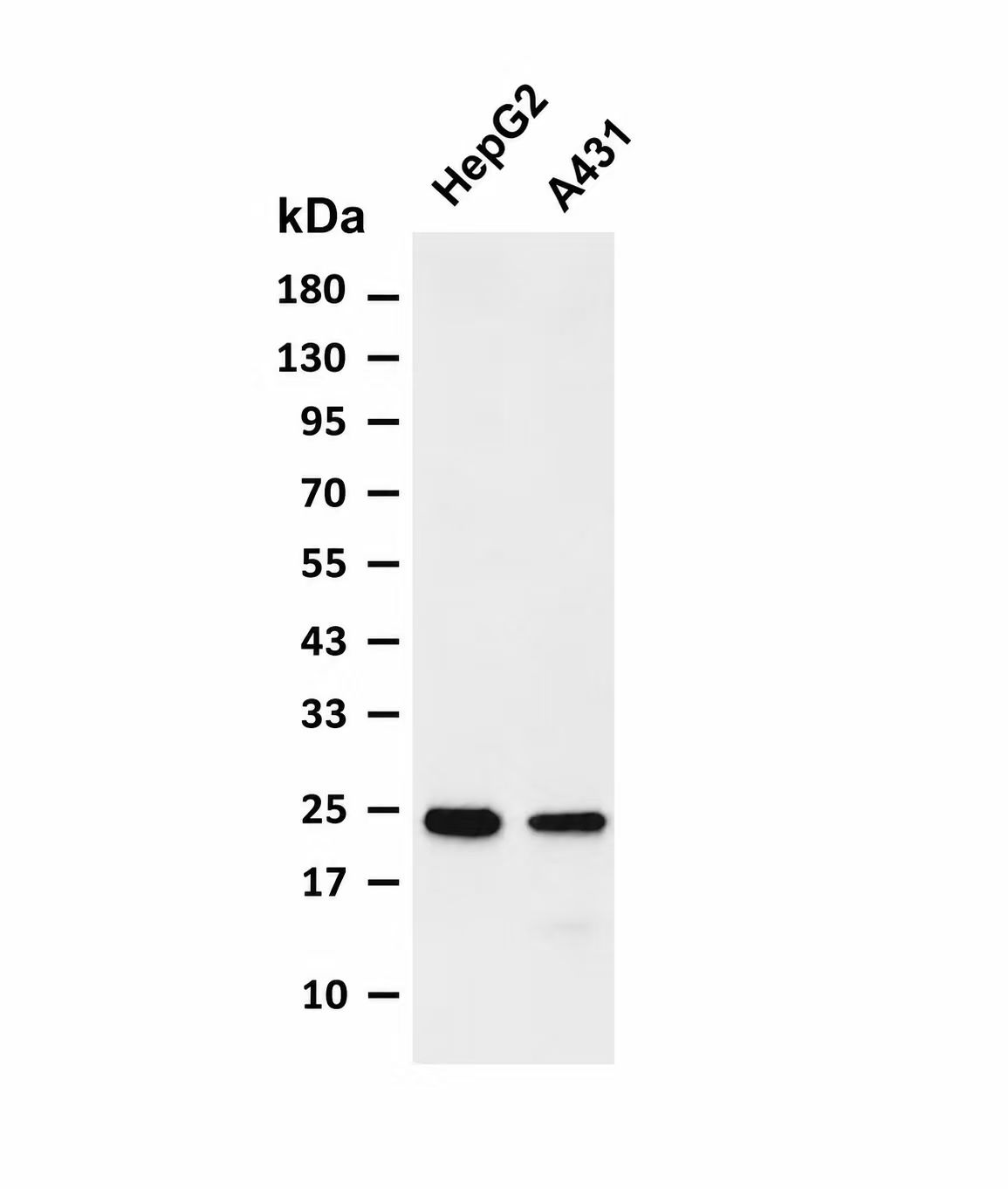 Claudin-2 Rabbit mAb