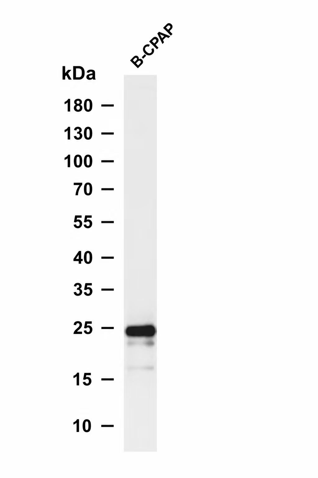 Claudin 6 (Phospho-Tyr219) Antibody