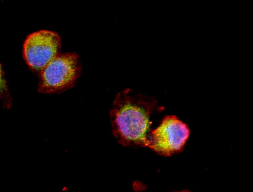 PLA2G4C Antibody