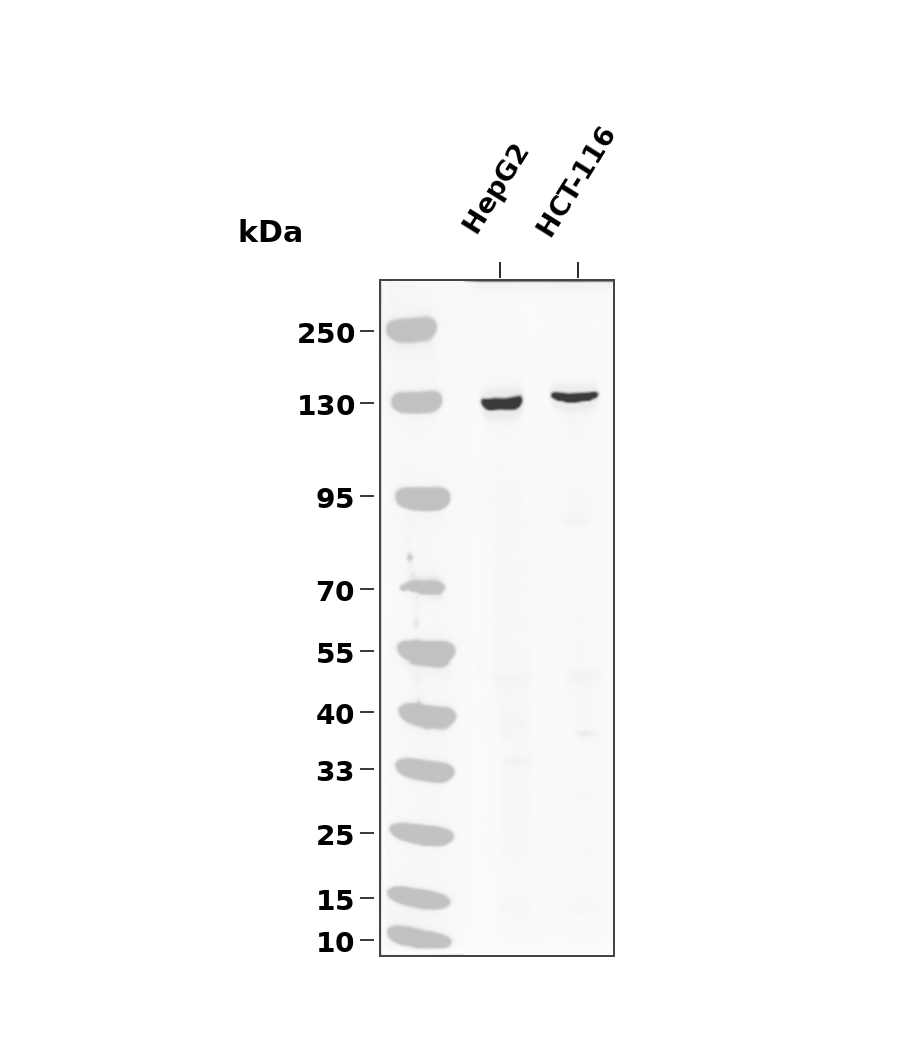 CIITA Antibody