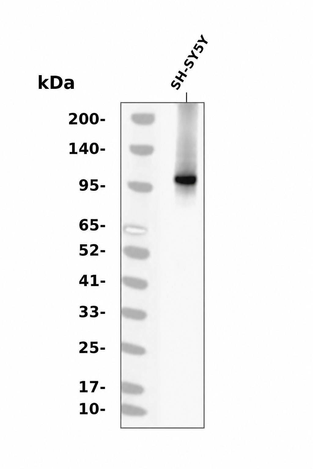 Phospho-Phospholipase A2 (Ser505) (YD11678) Rabbit mAb
