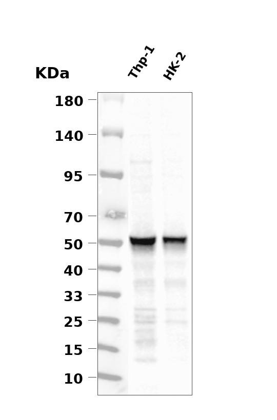 Phospho-IRF3 (Ser396) pAb