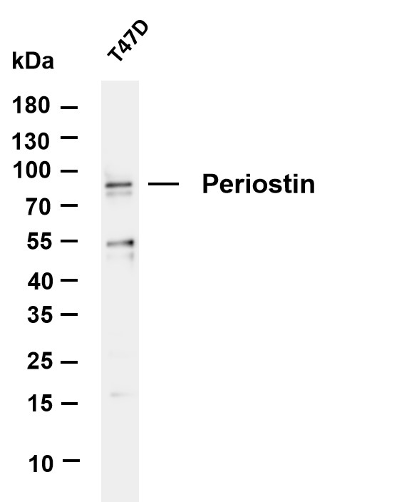 Periostin Rabbit mAb