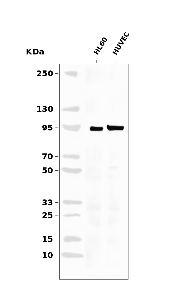 Phospho-FOXO3A (Ser315) pAb