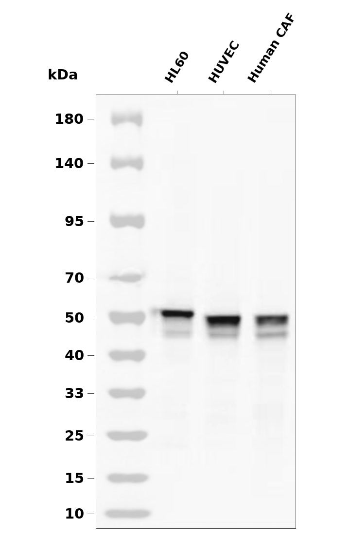 GSK3 alpha Rabbit mAb