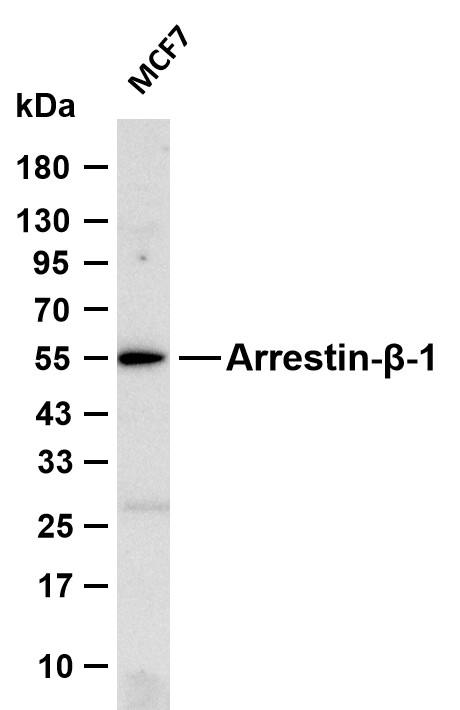ARRB1 (Phospho-Ser412) Antibody