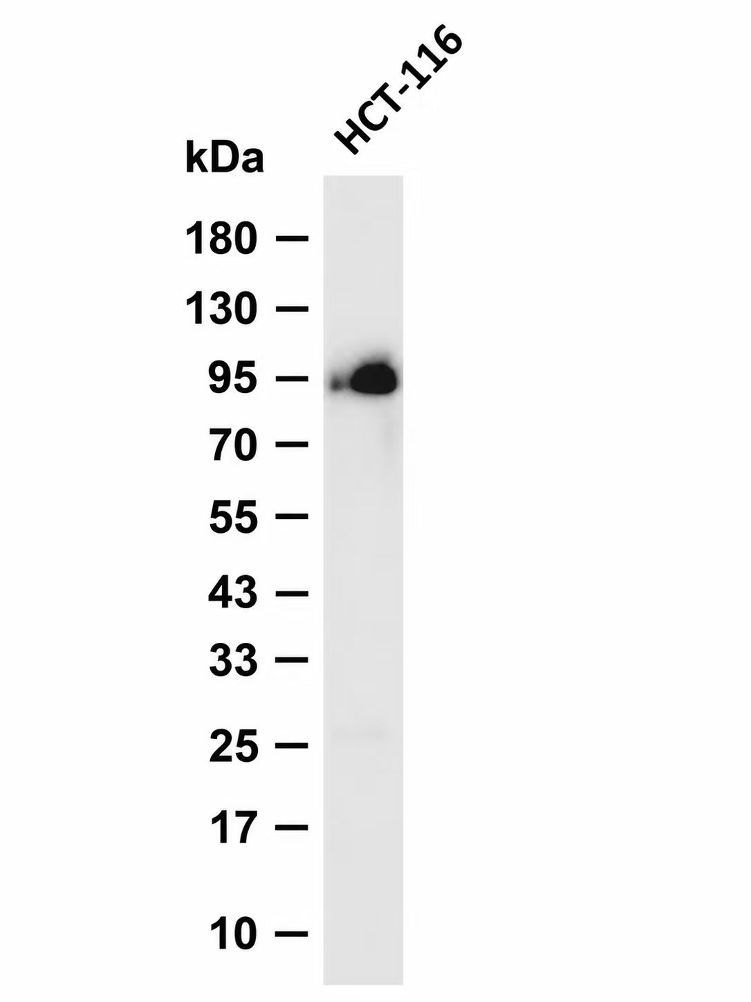 Phospho-beta Catenin (Ser37) pAb