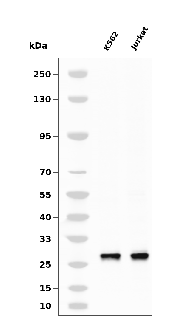 eIF4E (Phospho Ser209) Rabbit mAb