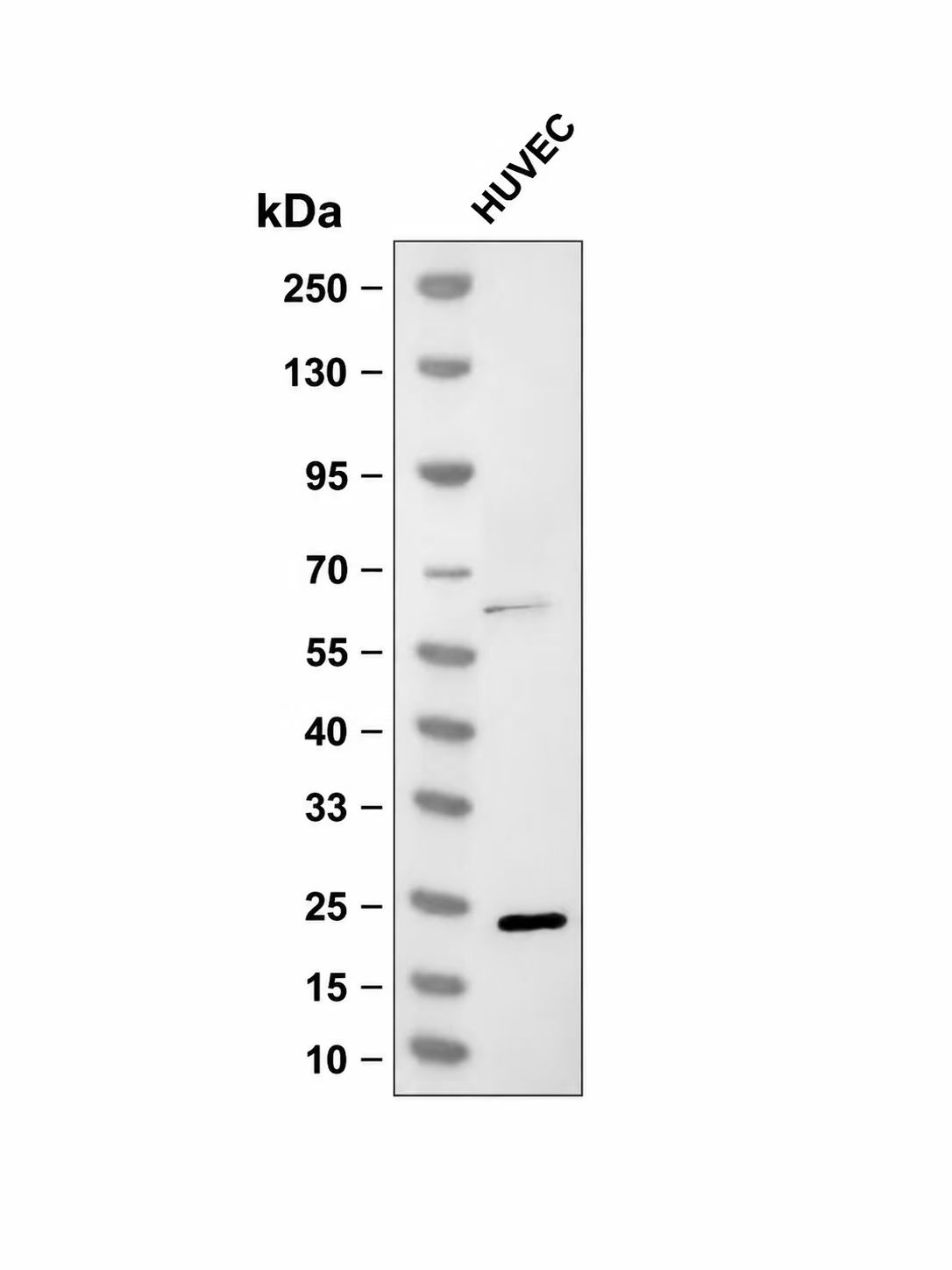 Phospho-Claudin 5 (Tyr217) (YD15165) Rabbit mAb
