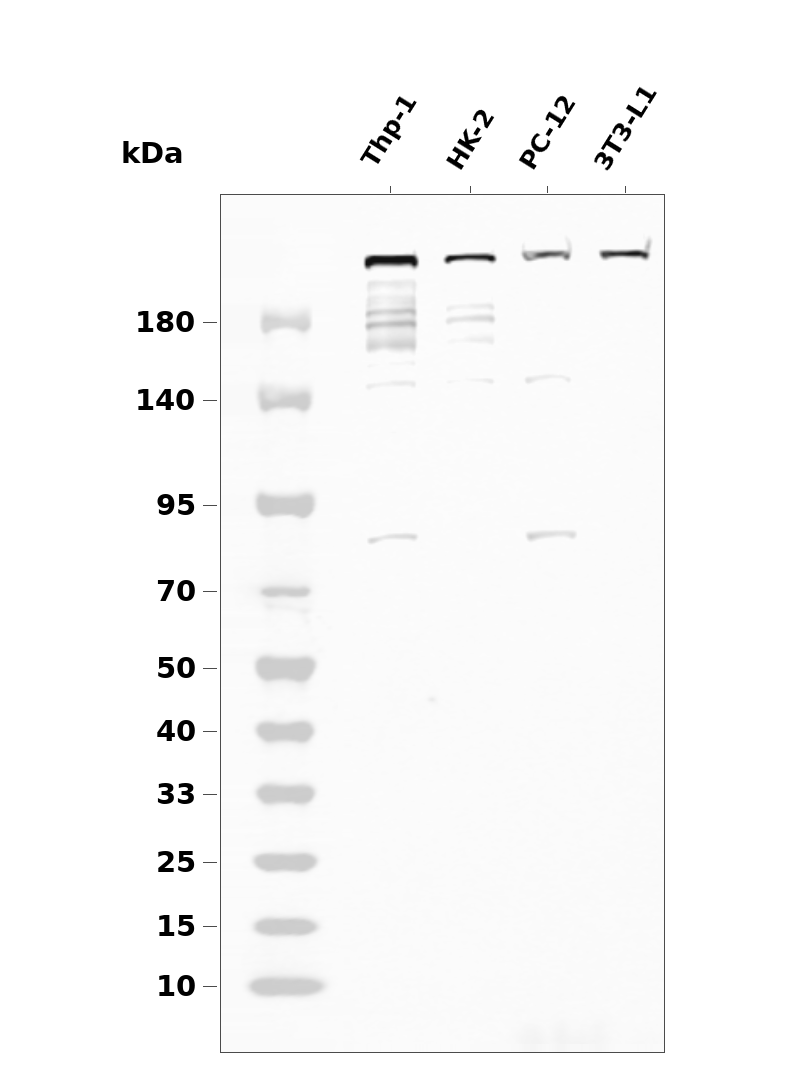 mTOR (Phospho Ser2448) Rabbit mAb