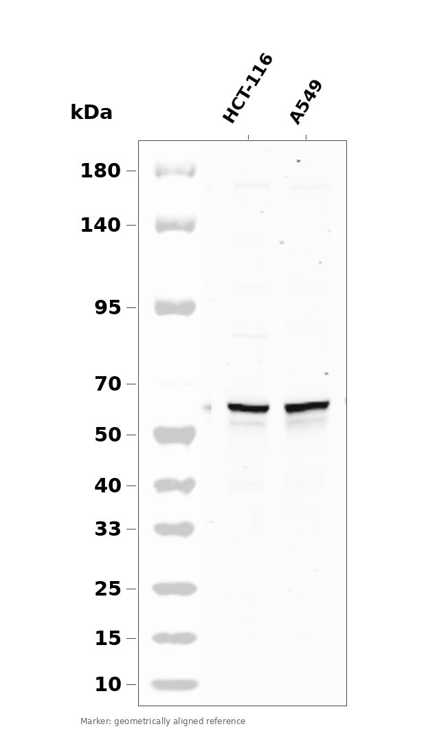 AKT1/2/3 (YD12718) Rabbit mAb