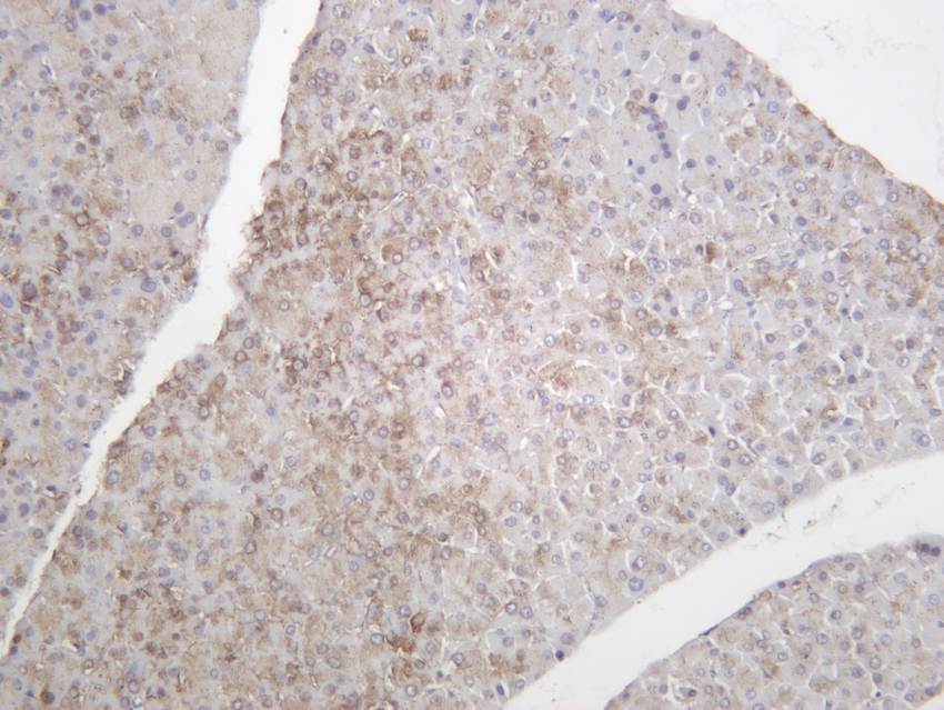 FOXO3A (Phospho Ser253) Rabbit mAb