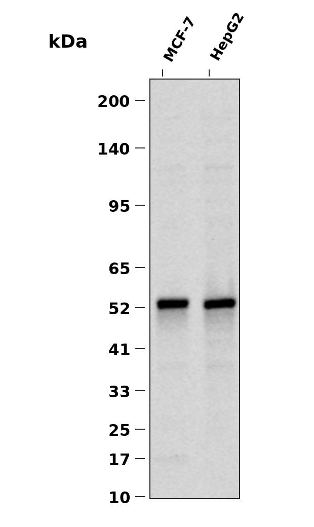 Phospho-IRF3 (Ser386) (YD13207) Rabbit mAb