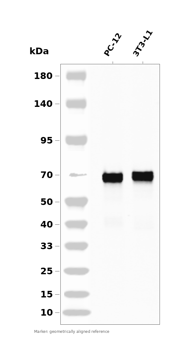 SOX9 Rabbit mAb