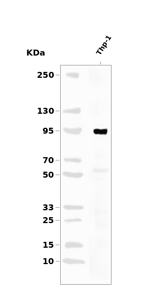 Phospho-FOXO3A (Ser7) Antibody