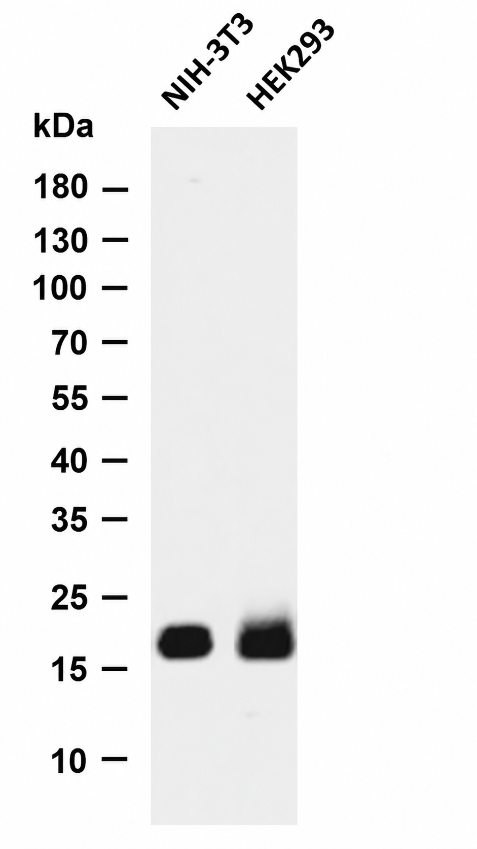 4E-BP1  (Phospho Thr37/46)) Rabbit mAb