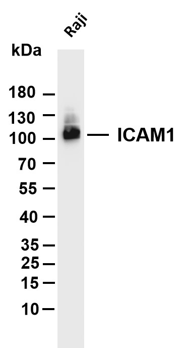 ICAM1 Rabbit mAb