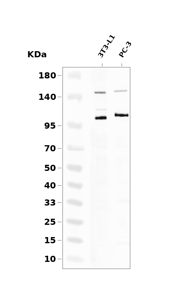 Cleaved Notch 1 Rabbit pAb