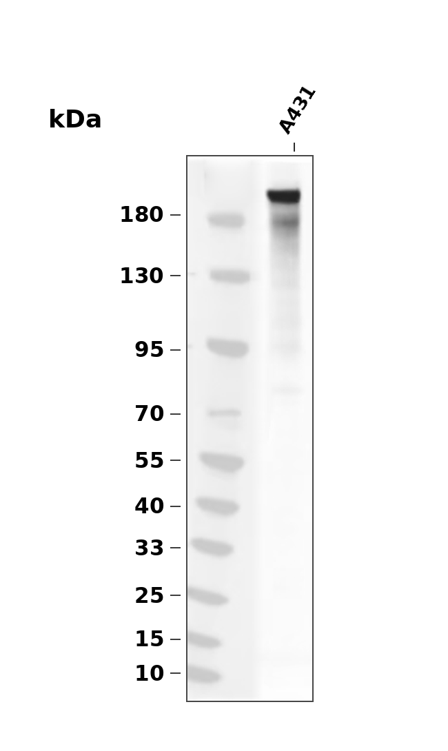ARHGAP32 Rabbit pAb