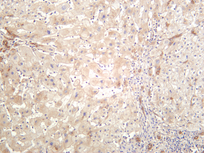 Notch2 Rabbit mAb