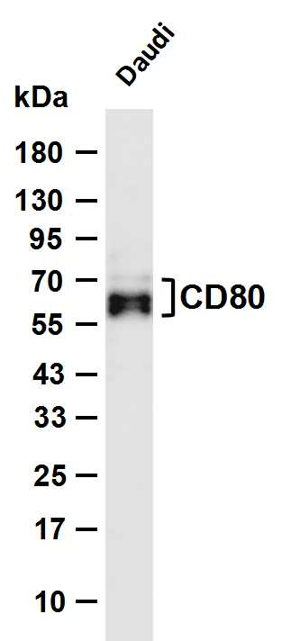 CD80 (YD16115) Rabbit mAb