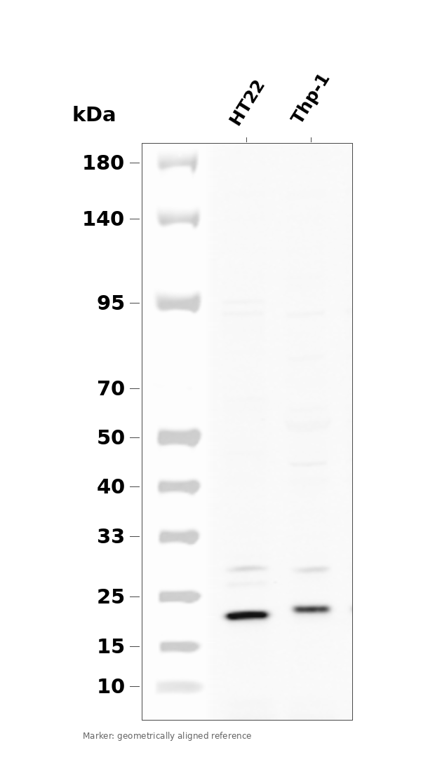 BAD (Phospho-Ser112) Antibody