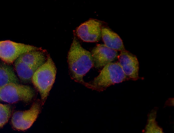 iNOS (YD12732) Rabbit mAb