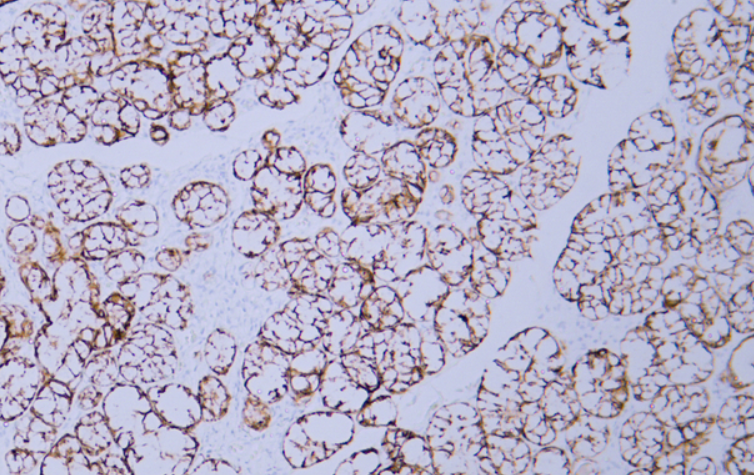 Claudin 7  Antibody