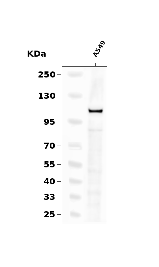 Phospho-STAT2 (Tyr690) Rabbit pAb
