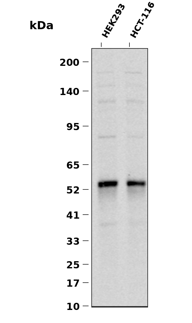 IRF3 (Phospho Ser396)  Rabbit mAb