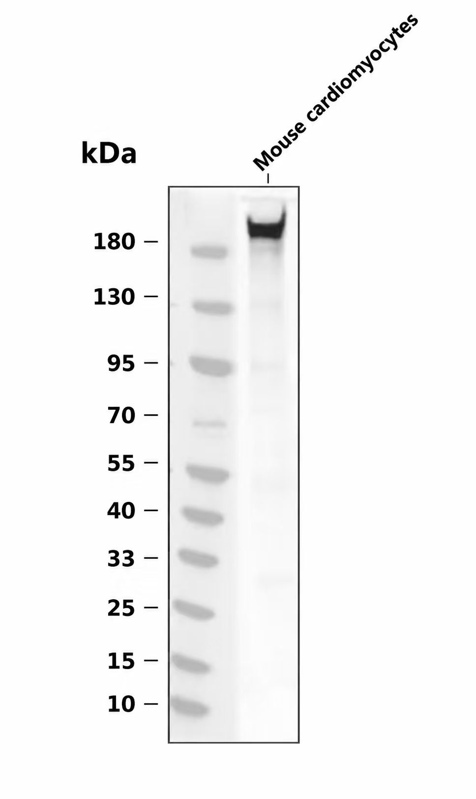 MLC2  Rabbit pAb