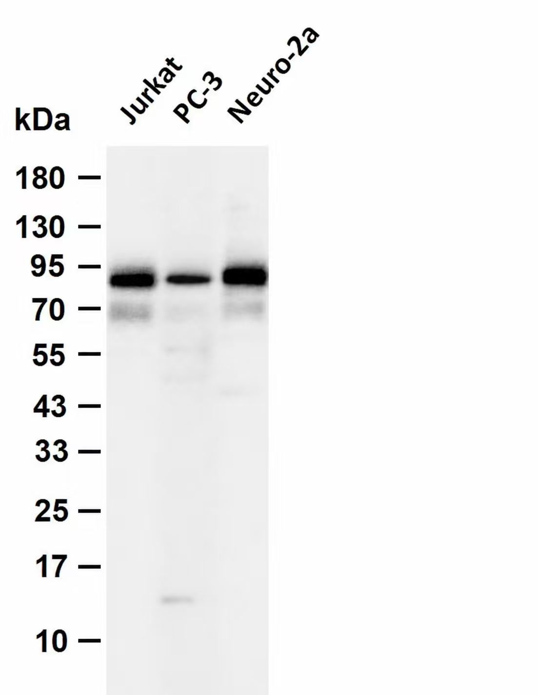 FoxO3a Rabbit mAb