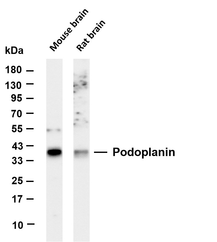 Podoplanin Rabbit mAb