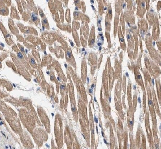 MYH3 Antibody
