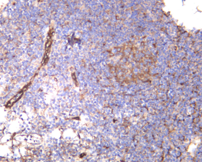 VWF Rabbit mAb