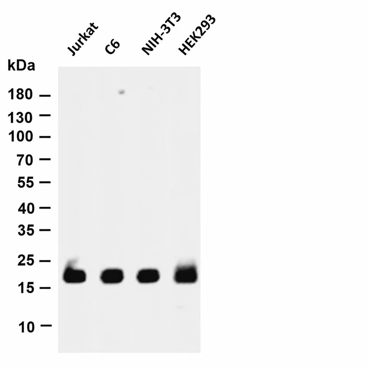 eIF4E Rabbit mAb