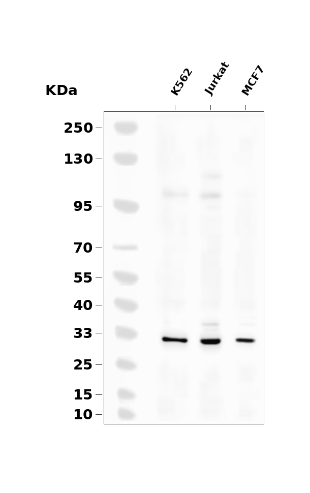 C/EBP &alpha; Rabbit mAb
