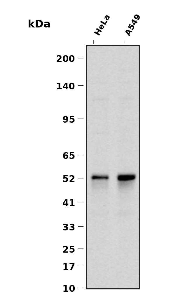 IRF3 (Phospho Ser386)  Rabbit mAb