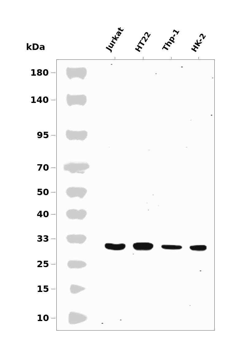 Caspase-3 Rabbit mAb