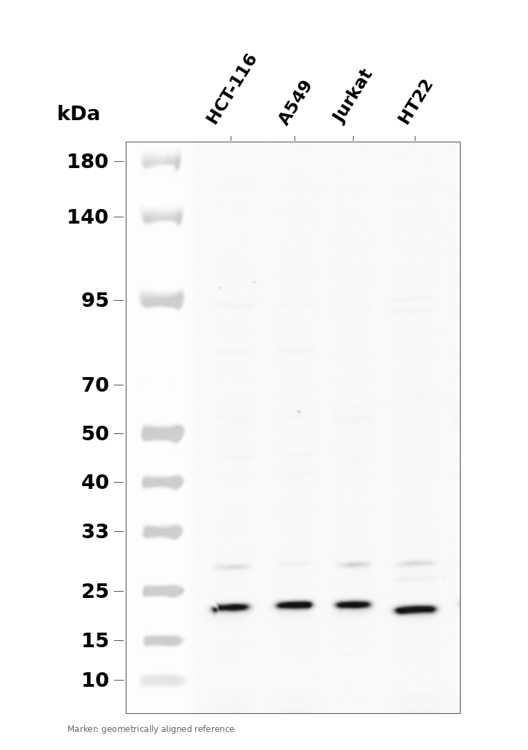 Bad Rabbit mAb
