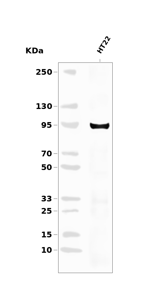 Phospho-FOXO3A (Ser253) pAb