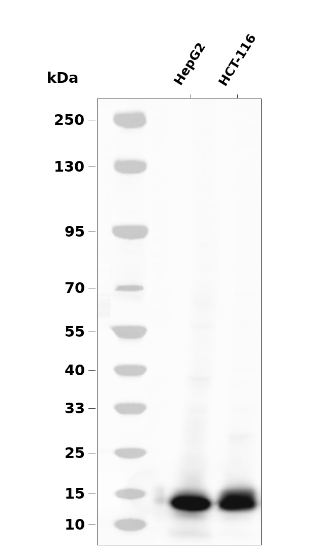 eIF4E (Phospho Ser209) Rabbit mAb