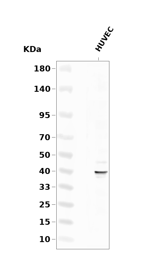 AurA (Phospho-Ser342) Antibody
