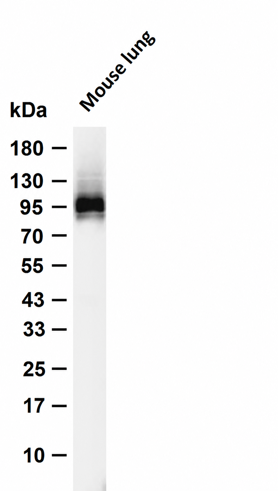 CD54/ICAM-1 (Phospho-Tyr512) Antibody