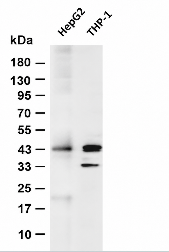 CEBP Alpha (YD13616) Rabbit mAb