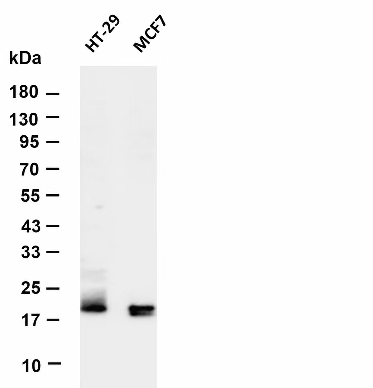 Claudin 3 Rabbit mAb