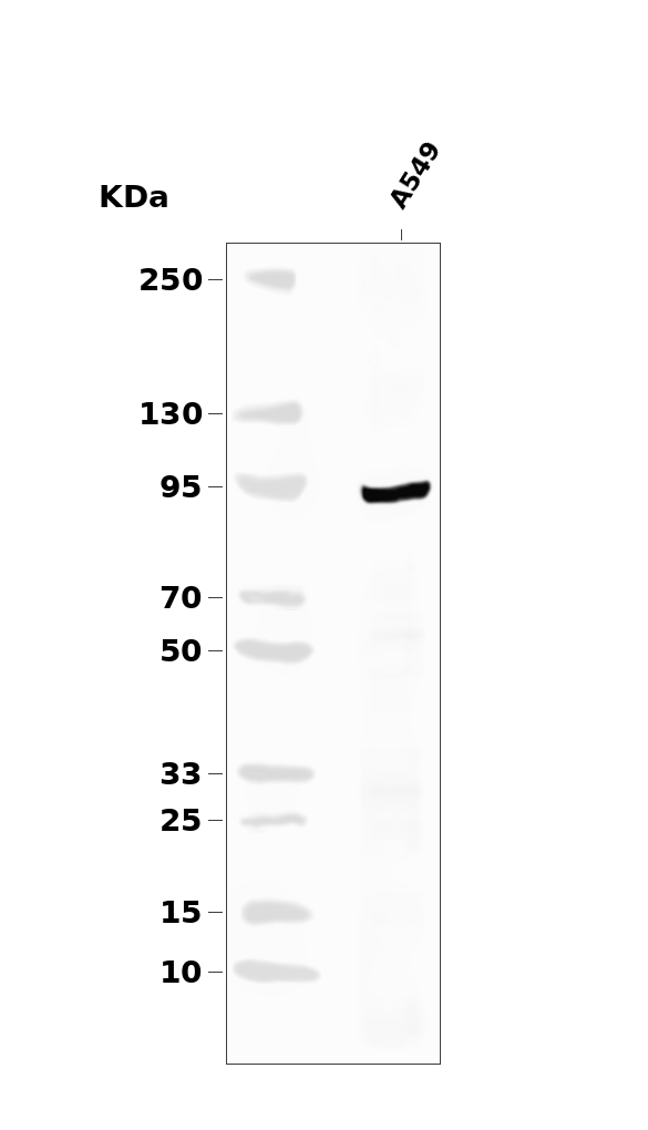 Phospho-FOXO3A (Ser413) pAb