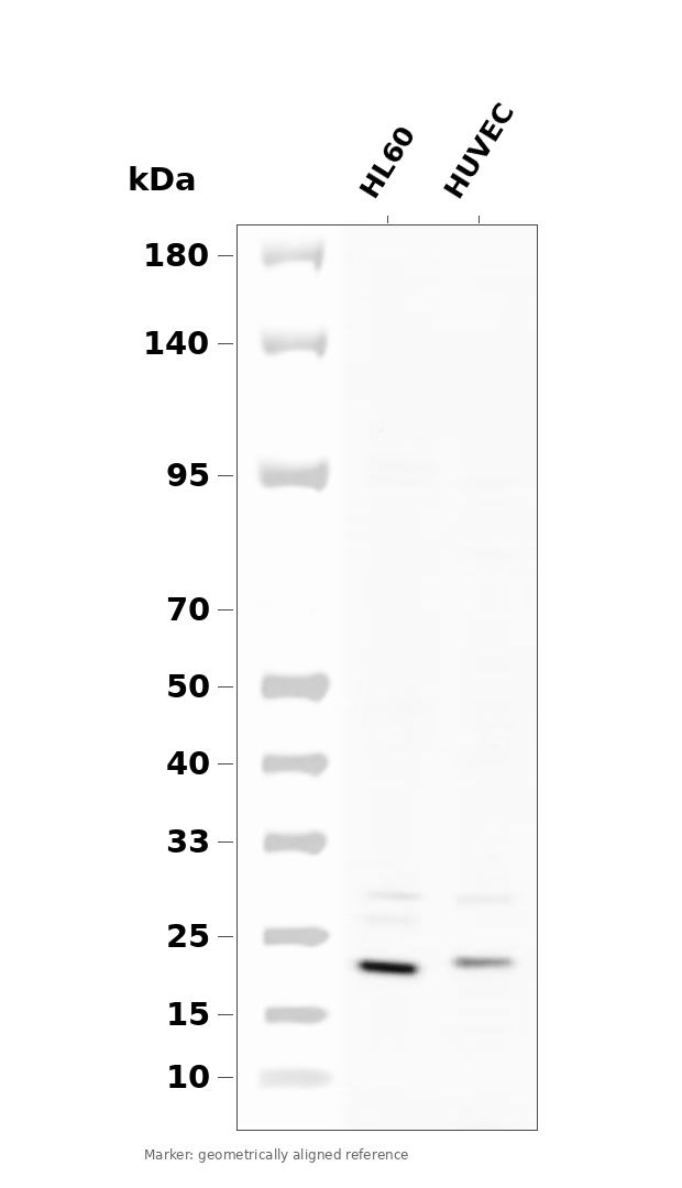 BAD (Phospho-Ser136) Antibody
