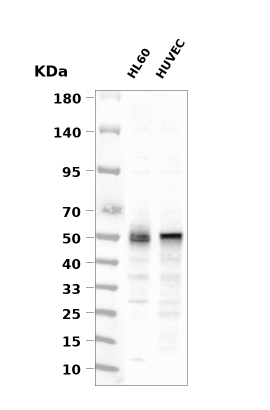 Phospho-IRF3 (Ser386) pAb