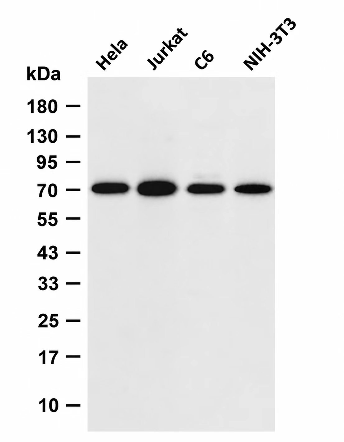 HSC70 Rabbit mAb